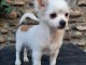 Magnifique chiot chihuahua lof disponible de suite 