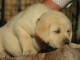 Chiot type golden retriever femelle/mâle à donner