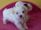 Adorable chiot bichon maltais femelle/mâle à donner