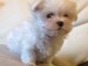 Adorable chiot bichon maltais femelle/mâle à donner