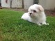 Adorable chiot bichon maltais femelle/mâle à donner