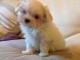 Adorable chiot bichon maltais femelle/mâle à donner