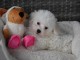 Adorable chiot bichon maltais femelle/mâle à donner