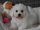 Adorable chiot bichon maltais femelle/mâle à donner