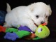 Adorable chiot bichon maltais femelle/mâle à donner