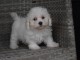 Adorable chiot bichon maltais femelle/mâle à donner