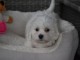 Adorable chiot bichon maltais femelle/mâle à donner