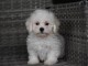 Adorable chiot bichon maltais femelle/mâle à donner