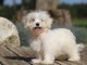 Chiot bichon maltais femelle/mâle à donner