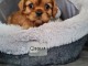 magnifiques petits cavaliers king charles