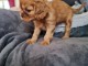 petits Chiots de race cavalier king charles disponible de suite 