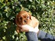 magnifiques petits cavaliers king charles disponible de suite 