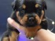 magnifiques petits rottweiler disponible de suite 