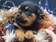 magnifiques petits rottweiler disponible de suite 