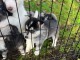 Magnifique chiots Sibérian husky a donné 