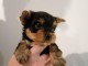 magnifiques petits yorkshire terrier disponible de suite 