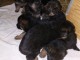 Adoption chiots berger allemand lof