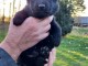 Adoption chiots berger allemand lof