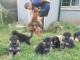 Adoption chiots berger allemand lof