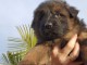 Adoption chiots berger allemand lof