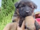 Adoption chiots berger allemand lof