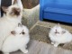 chatons sacre birmanie disponible de suite