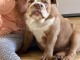 magnifiques petits bulldog américain  disponible de suite 