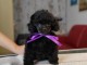 Caniche jouet femelle