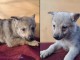 Chien-loup tchécoslovaque chiots