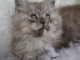 Chatons Maine Coon femelles et males pour adoption