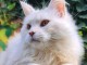 Chatons Maine Coon femelles et males pour adoptions