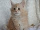 Chatons Maine Coon femelles et males pour adoptions