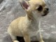 chiot chihuahua femelle age de 4 mois