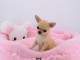 Chiot chihuahua Fauve et blanc et crème blanche