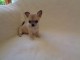 Chiot chihuahua femelle/mâle age de 4 mois