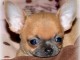 Chiot chihuahua femelle/mâle age de 4 mois