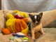 Chiot chihuahua femelle/mâle age de 4 mois