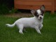 Chiot chihuahua femelle/mâle age de 4 mois