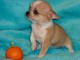 Chiot chihuahua femelle/mâle age de 4 mois