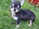 Chiot chihuahua femelle/mâle age de 4 mois