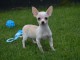 Chiot chihuahua femelle/mâle age de 4 mois