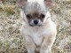 Chiot chihuahua femelle/mâle age de 4 mois