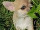 Chiot chihuahua femelle/mâle age de 4 mois