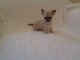 Chiot chihuahua femelle/mâle age de 4 mois