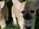 Chiot chihuahua femelle/mâle age de 4 mois