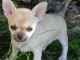 Chiot chihuahua femelle/mâle age de 4 mois