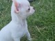 Chiot chihuahua femelle/mâle age de 4 mois