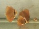 Petits discus red Cover