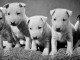 Chiot type bull terrier miniature 