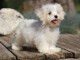 Dons chiots Bichons Maltais 3 mâles et 2 femelles 